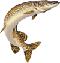 Percy the Pike by John Maloney