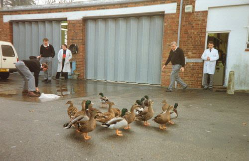 Cranbrook Ducks